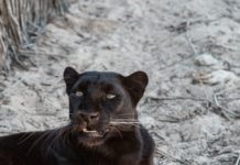 【動物占い徹底解説!】クロヒョウと相性が良い動物は!?恋愛/SEX/人間関係/2020年開運方法大公開!!