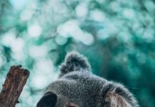 2020年5月最新版【動物占い徹底解説!】コアラは人生の決め手となる一年!恋愛/SEX/人間関係をパワーストーン、ラッキーカラーネイルなどで完全サポート!!