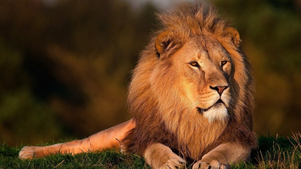動物占い徹底解説 ライオンと相性が良いのはどの動物 恋愛 結婚 片思い 占いの森