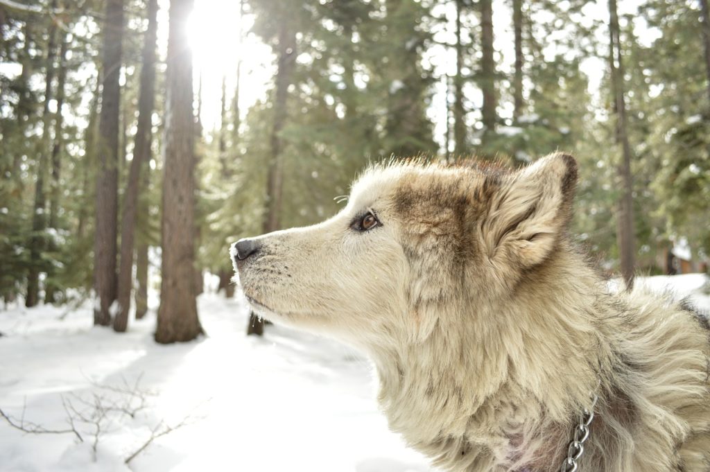 動物占い徹底解説 狼 オオカミ と相性が良いのはどの動物 恋愛運アップのコツは 占いの森