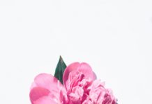 【アジアの花占い】西欧・北欧とは異なる文化